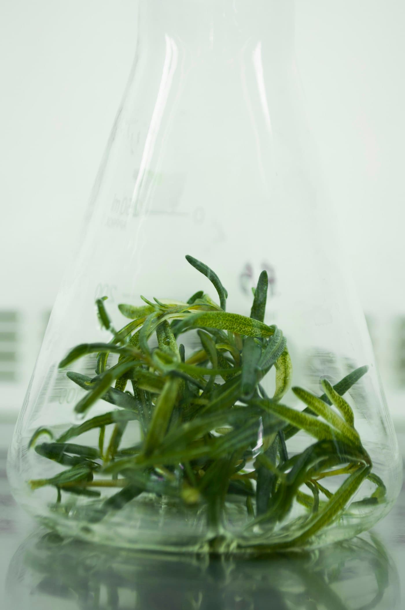 Educational and tissue culture laboratory setting