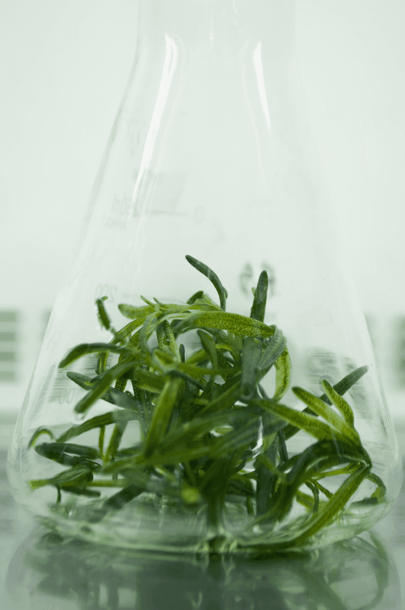 Petri dish cell culture growth in a laboratory