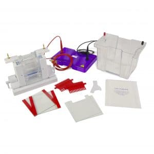 Vertical Electrophoresis